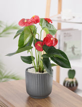 Anthurium plant with red flowers